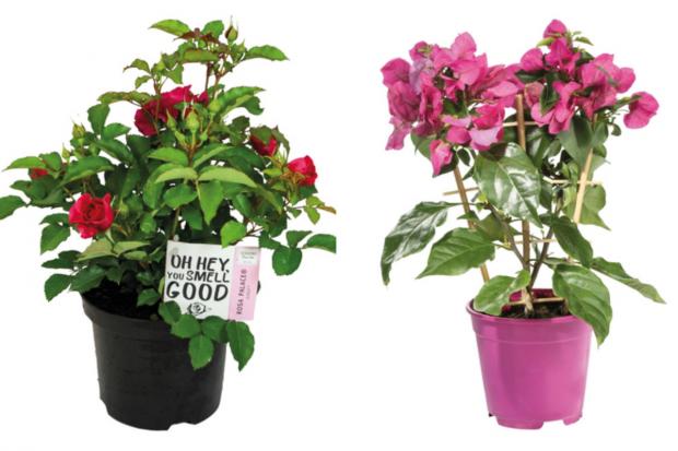 Dunfermline Press: (left) Garden Rose and (right) Bougainvillea (Lidl/Canva)