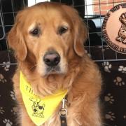 Class act: Cody has been awarded a special medal to recognise five years of service as a therapet.