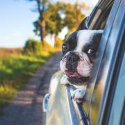 Highway Code: UK drivers could face £5,000 for driving with dog in the car. (Canva)