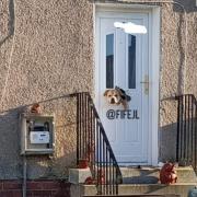 The dog after chewing its way through a Kelty front door. Pic: Fife Jammer Locations.