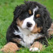 The site will provide breeding facilities for Bernese Mountain Dogs, Japanese Akitas, and St Bernard's. Photo: Pixabay.