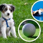 Superglue and a golf ball were among the strangest items eaten by dogs in 2022, vets revealed