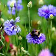 The Dobbies event is looking at pollinator plants and how to turn gardens into bee paradises. Image: Dobbies