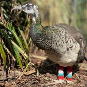 Charley the peahen has died. She lived at home with volunteer Carlyn Cane due to deformities in her legs.