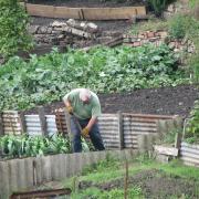 Growing pains. The demand for an allotment is highest in the Dunfermline area.