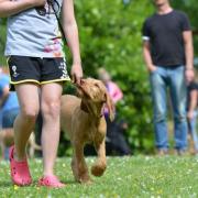 Fife Council have granted a completion certifcate to a new dog exercise park near Cairneyhill.