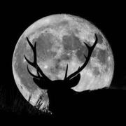 Buck in front of full moon