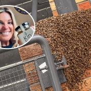 Gael Wilkinson, of Kin Bees, was able to remove the swarm of honeybees.