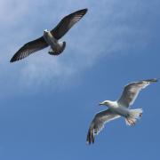 Concerns are growing for seabirds following an increase in dead birds along the east coast.