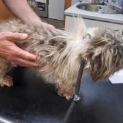 The emaciated dog was left tied up outside of a pet hotel in Oakley.