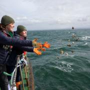 Native oysters being deployed into Forth Catilin Godfrey MCS and Emmy Cooper-Young Heriot Watt Uni