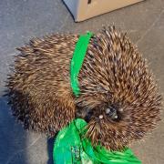 The hedgehog was caught in a dog waste bag.