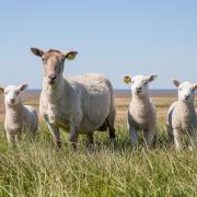 Permission has been granted to expand a sheep reproduction and vet centre in West Fife.