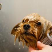 The plans have been submitted for a dog grooming parlour.