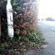 The council has been urged to speed up the procedures for trimming obstructive hedges and bushes