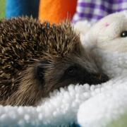 A fundraiser for the Forth Hedgehog Hospital will take place this Sunday.