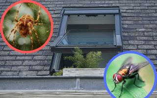 6 items that keep bugs out of your home as temperatures soar (Canva)