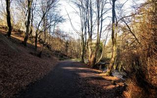 Autumn walking path in Valleyfield Woodland Park
