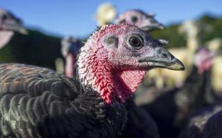 The bird flu can affect humans, but it depends on the strain of the virus