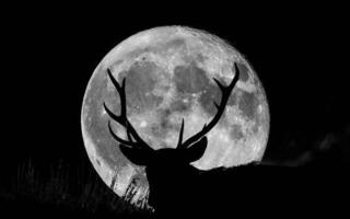 Buck in front of full moon