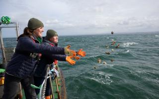 Native oysters being deployed into Forth Catilin Godfrey MCS and Emmy Cooper-Young Heriot Watt Uni