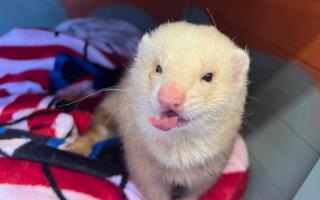 The SSPCA has issued an appeal after two ferrets were found at the side of a Fife road.
