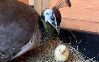 The peacocks in Pittencrieff Park are celebrating the arrival of a new peachick.